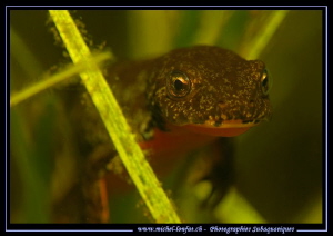 Face to face with this beautiful little Alpine newt.... ;... by Michel Lonfat 